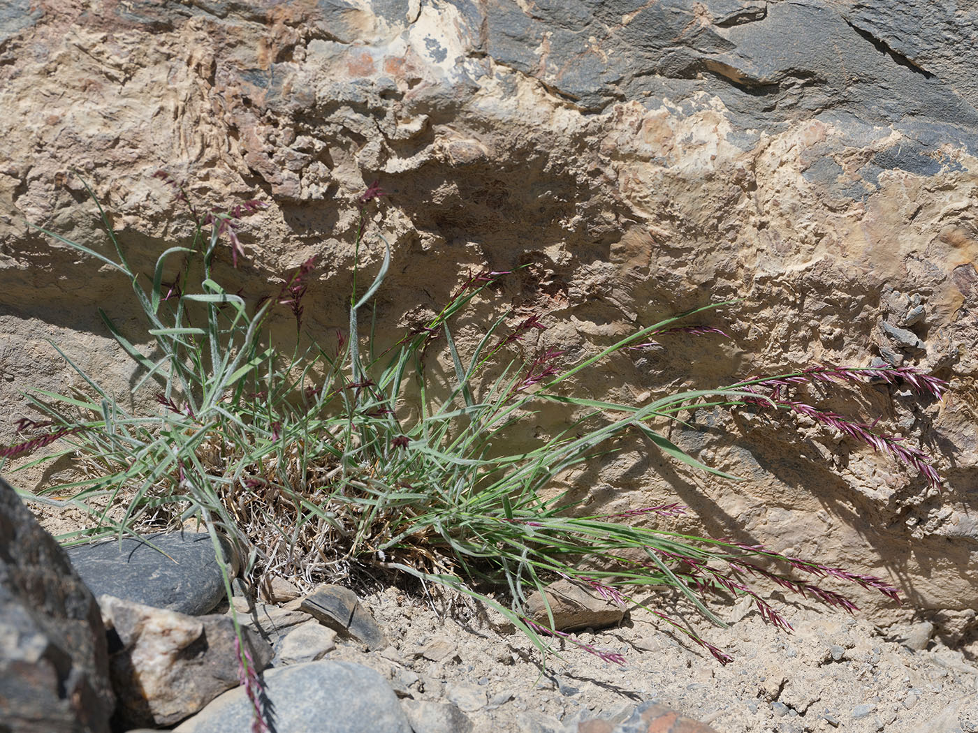 Image of Melica altissima specimen.