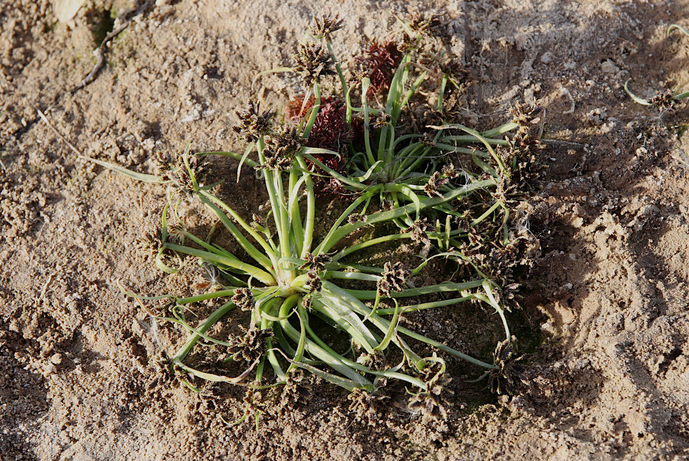 Image of Cyperus fuscus specimen.