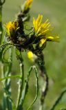 род Tragopogon. Соцветия с тлёй и муравьями. Оренбургская обл., Кувандыкский муниципальный округ, северная оконечность Долгих гор, степной склон. 10 июня 2025 г.