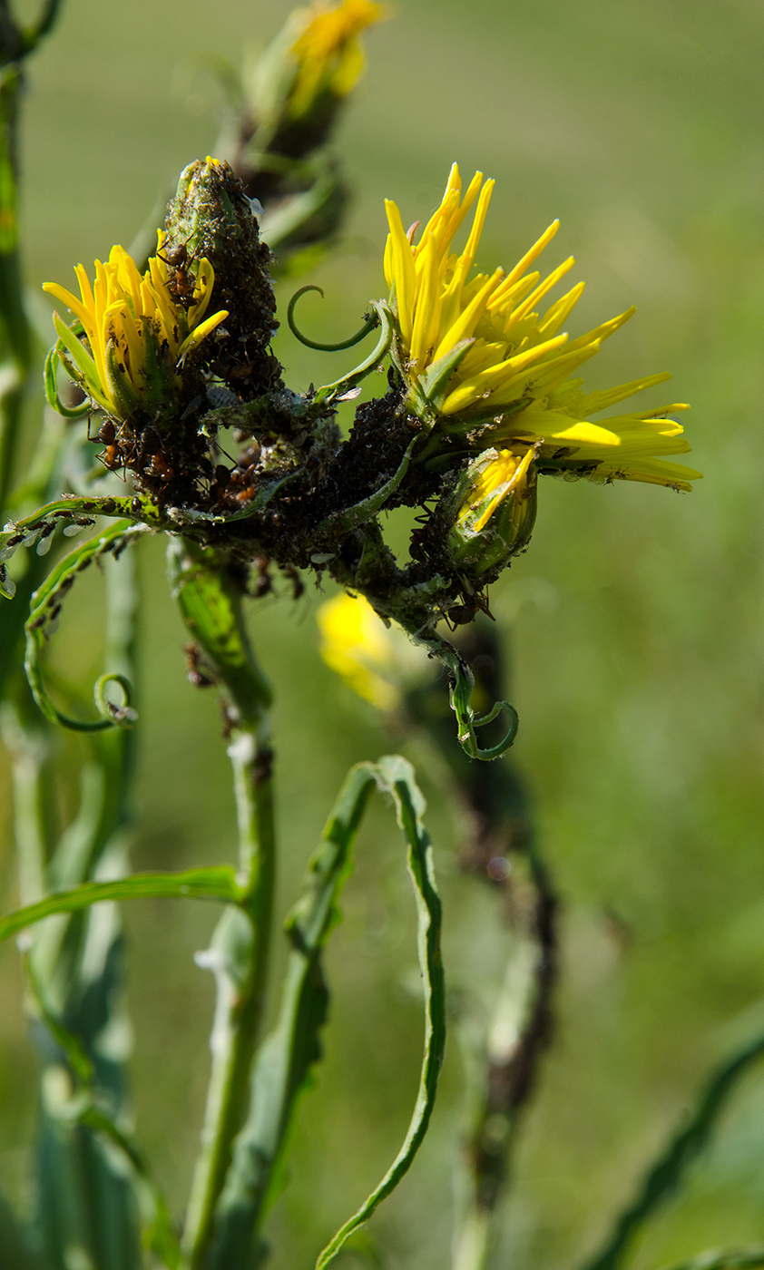 Image of genus Tragopogon specimen.