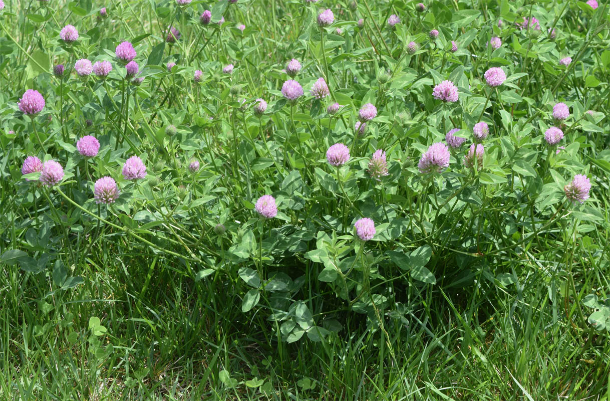 Image of Trifolium pratense specimen.
