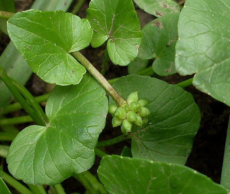 Image of Ficaria stepporum specimen.