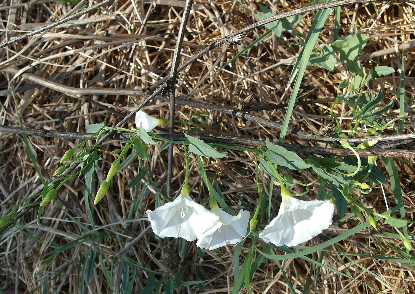 Изображение особи Convolvulus arvensis.