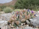 genus Oxytropis. Отцветающее и плодоносящее растение. Таджикистан, Горно-Бадахшанская автономная обл., Мургабский р-н, дол. р. Карасу, ≈ 3630 м н.у.м., галечно-глинистый субстрат в пойме. 6 июля 2026 г.