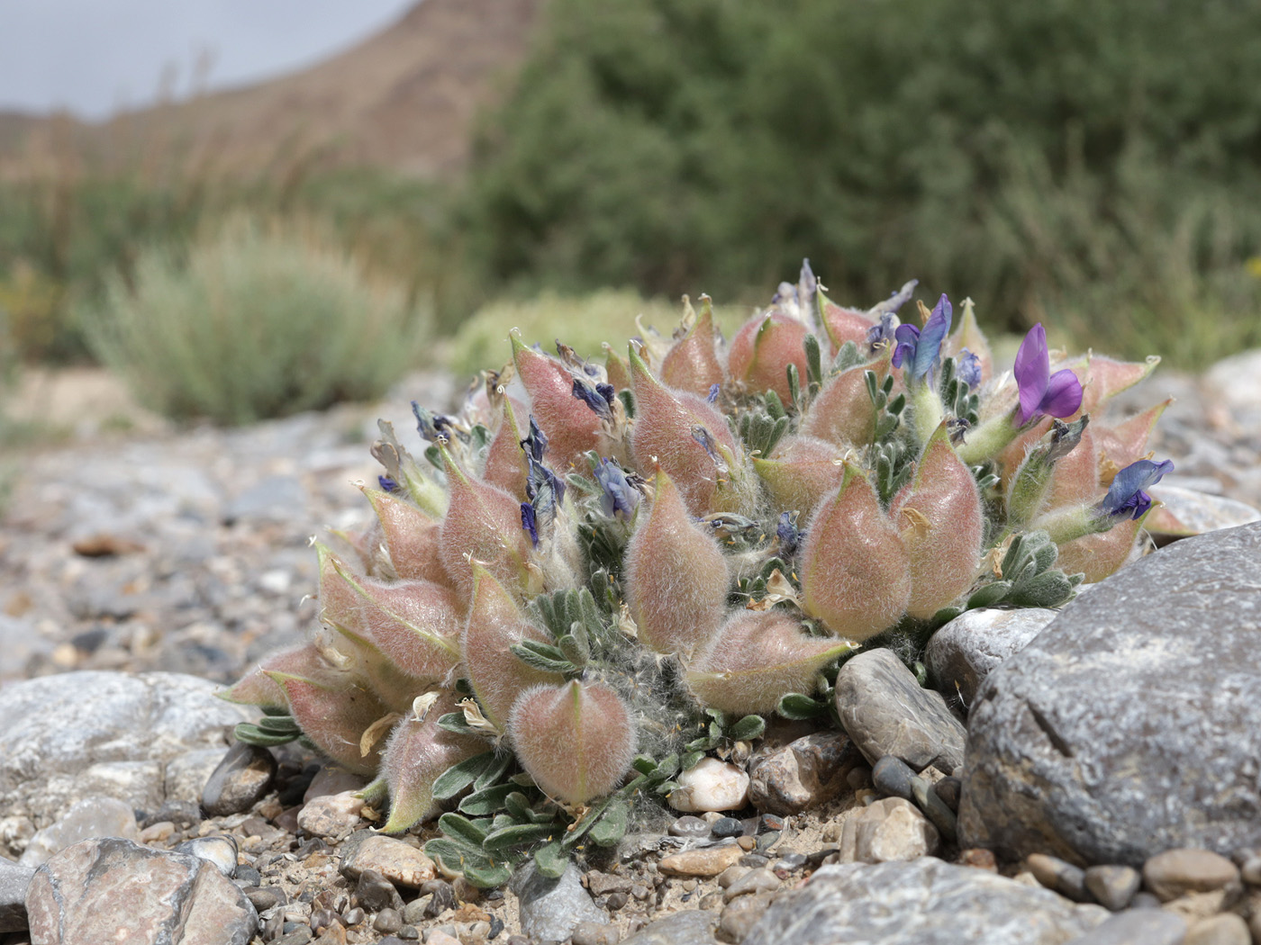 Изображение особи род Oxytropis.