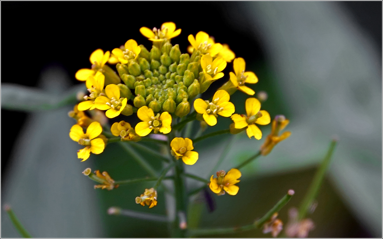 Image of Erysimum cheiranthoides specimen.