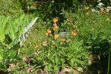 genus Papaver. Цветущие и плодоносящие растения. Турция, ил Артвин, р-н Юсуфели, 200 м ниже дер. Гюльпынар, выс. 1500 м н.у.м., обочина дороги. 13 июня 2026 г.