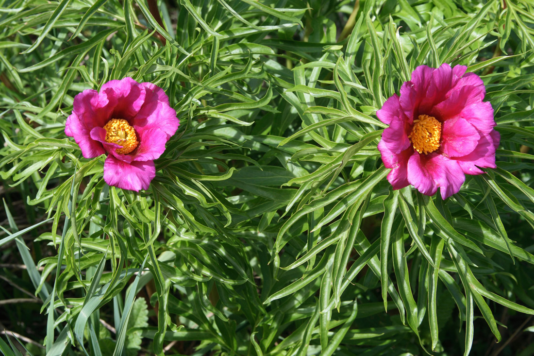 Image of Paeonia hybrida specimen.