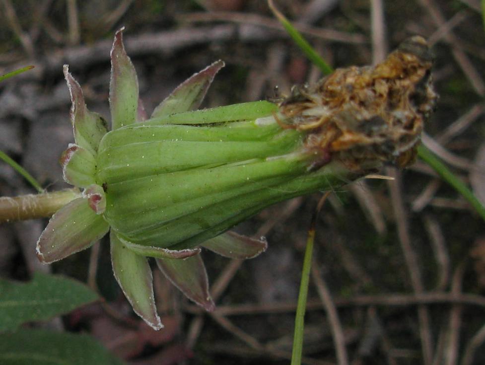 Image of Taraxacum scariosum specimen.