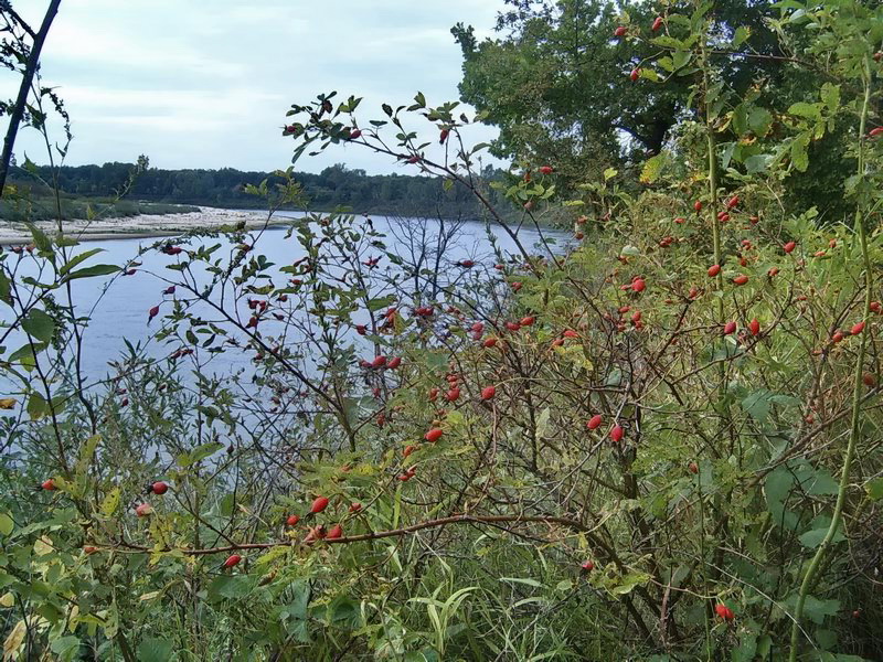 Image of Rosa glabrifolia specimen.