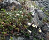 Dryas octopetala ssp. subincisa