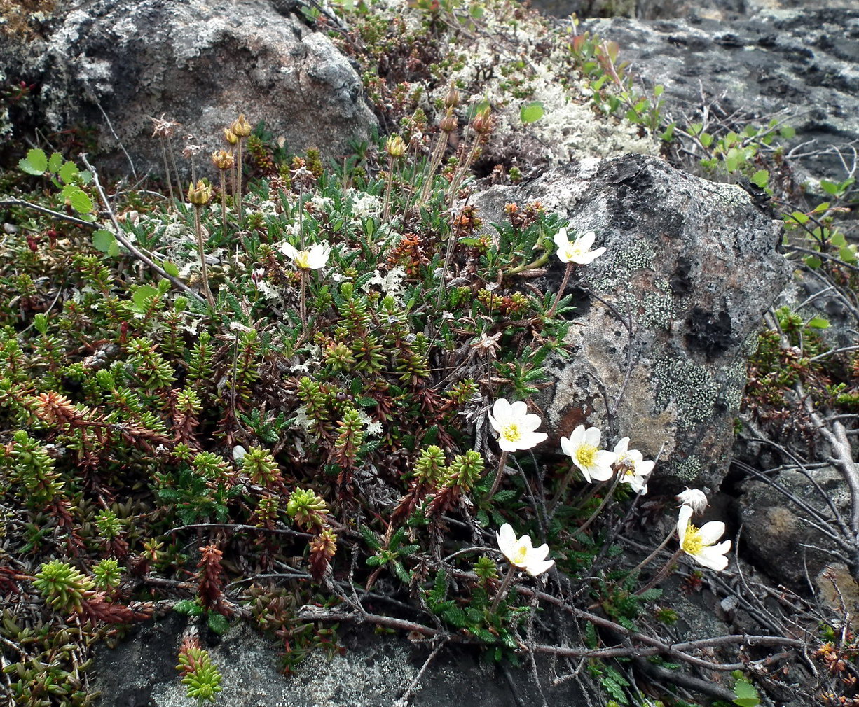 Image of Dryas octopetala ssp. subincisa specimen.