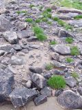 Plantago subspecies subpolaris