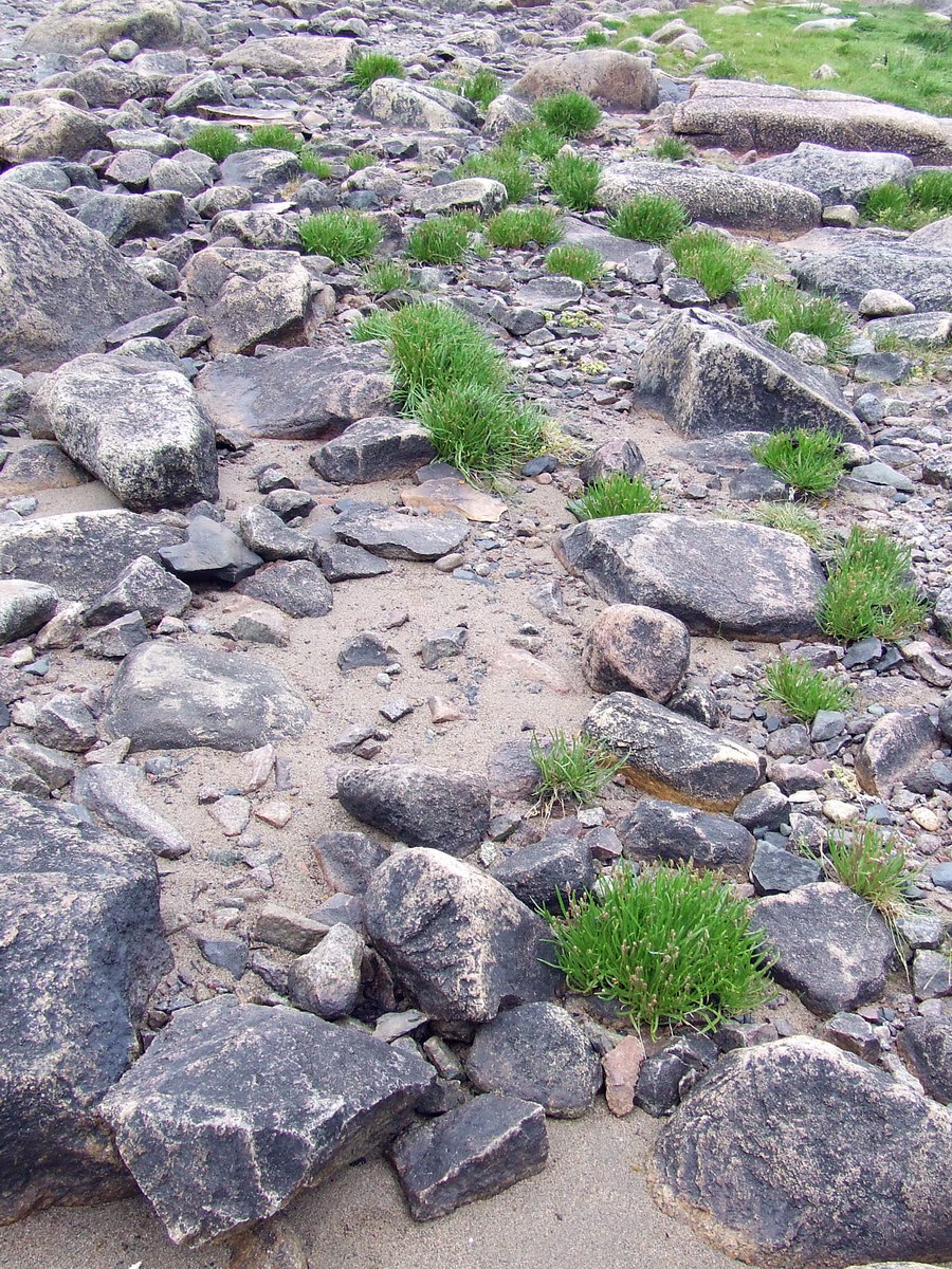 Image of Plantago maritima ssp. subpolaris specimen.
