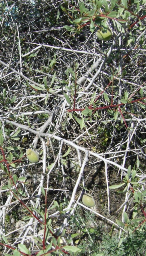 Image of Amygdalus turcomanica specimen.