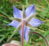 Borago officinalis