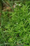 Galium rivale