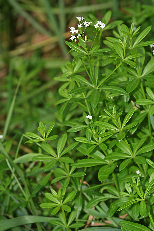 Image of Galium rivale specimen.