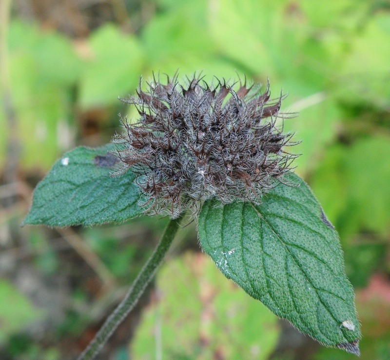 Изображение особи Clinopodium caucasicum.