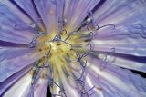 Cichorium intybus. Рыльца пестиков трубчатых цветков в середине соцветия-корзинки. Московская обл., Раменский р-н. Хрипань, дачный участок. 31.07.2007.