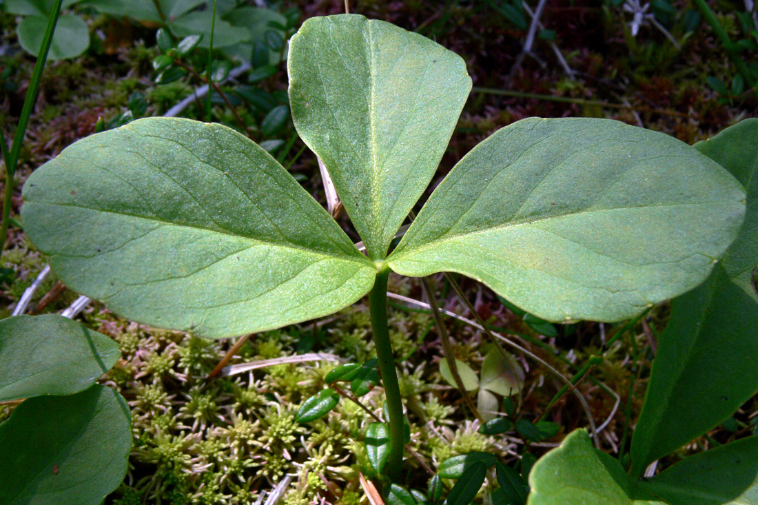 Image of Menyanthes trifoliata specimen.