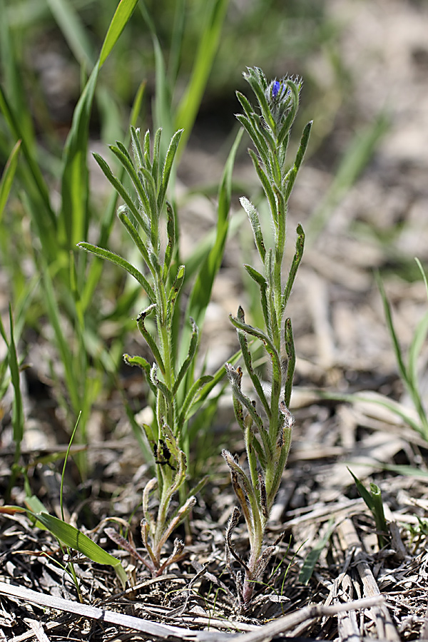 Image of genus Heterocaryum specimen.