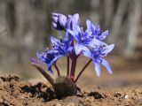 Scilla bifolia