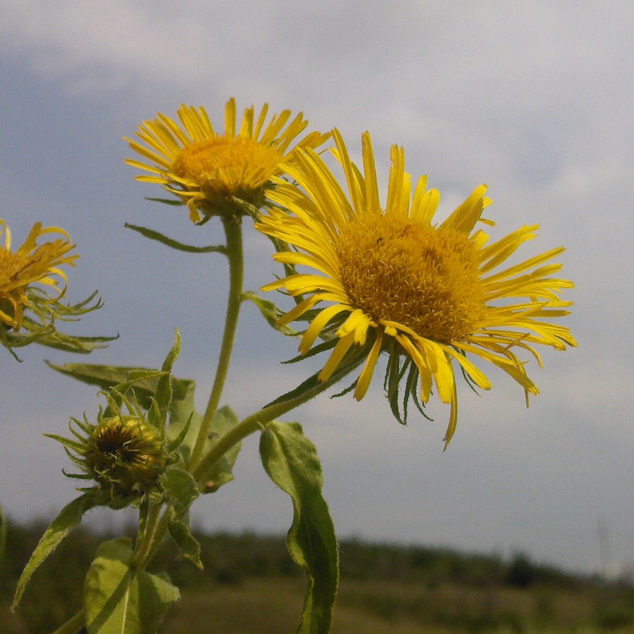 Изображение особи Inula britannica.