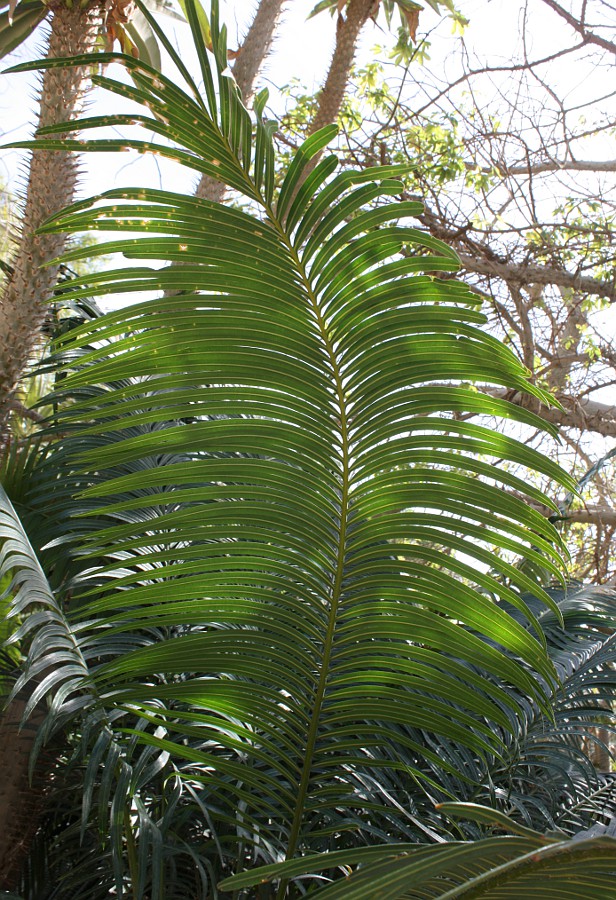 Изображение особи Cycas thouarsii.