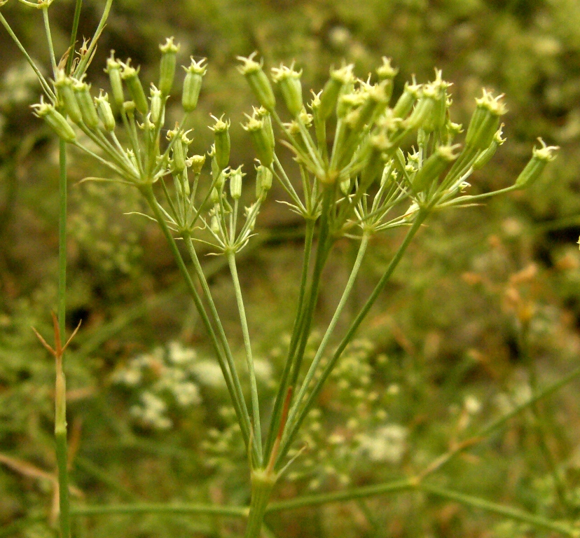 Image of Falcaria vulgaris specimen.