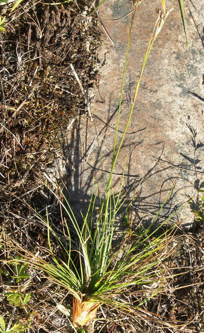 Изображение особи Juncus squarrosus.