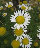 Anthemis dumetorum