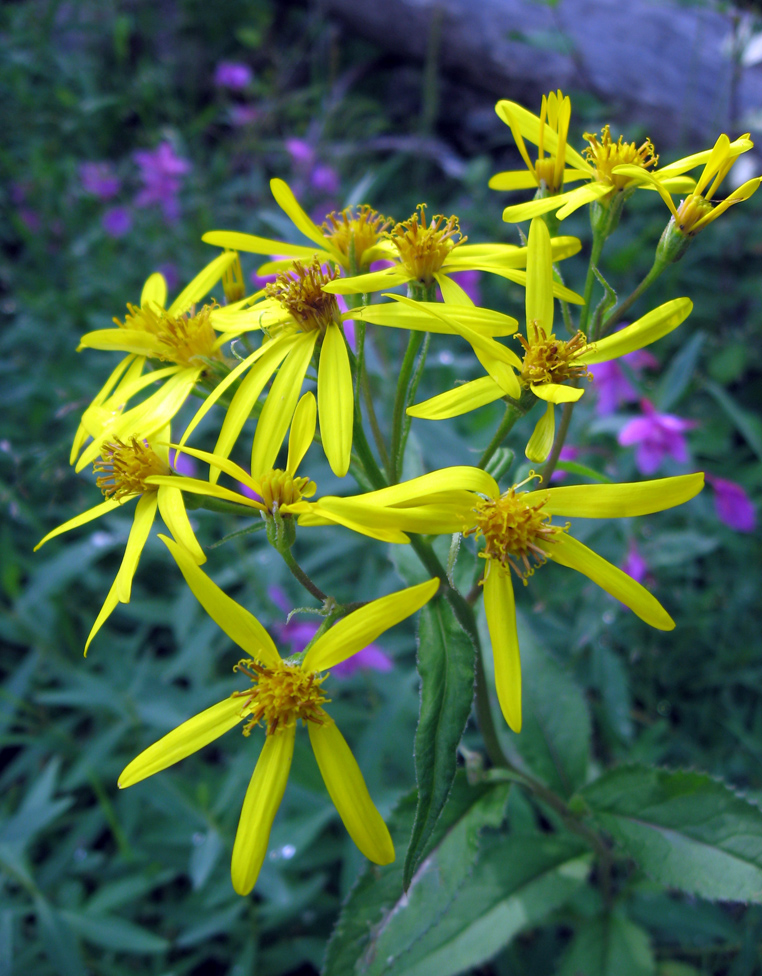 Image of Senecio nemorensis specimen.