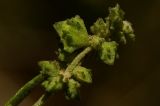 Atriplex patula