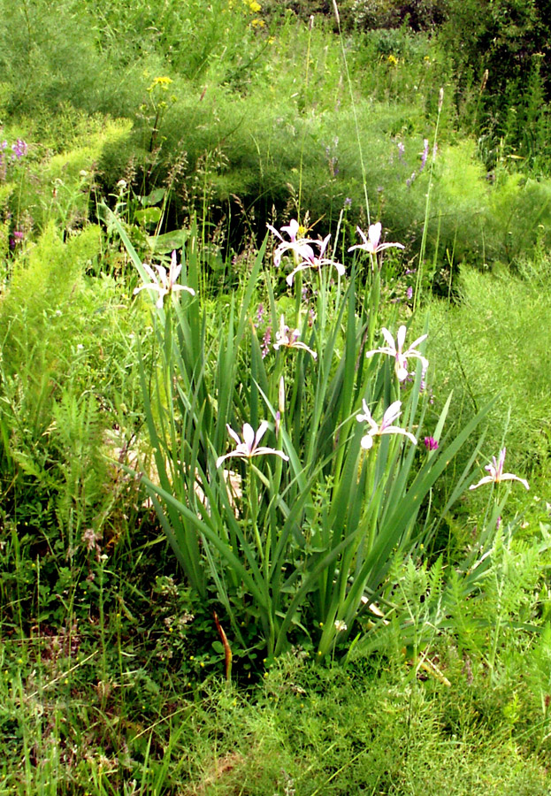 Изображение особи Iris sogdiana.