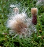 Cirsium setosum. Соплодия. Чувашия, окр. г. Шумерля, правый берег р. Сура, Сурский затон. 2 августа 2007 г.