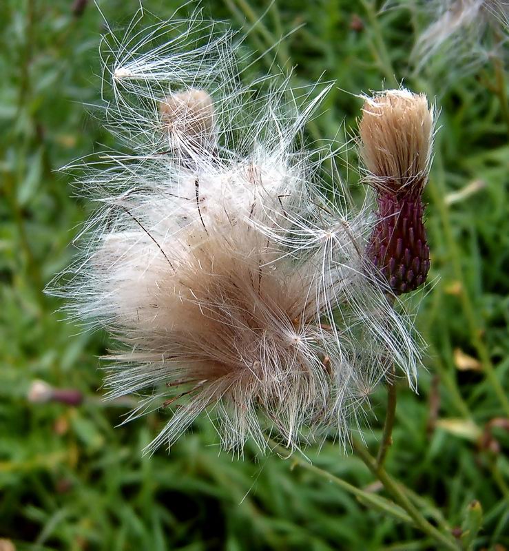 Image of Cirsium setosum specimen.