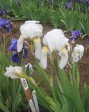 Iris germanica