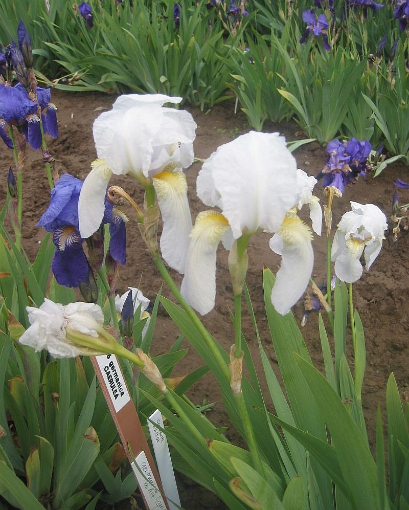 Изображение особи Iris germanica.