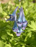 Corydalis turtschaninovii