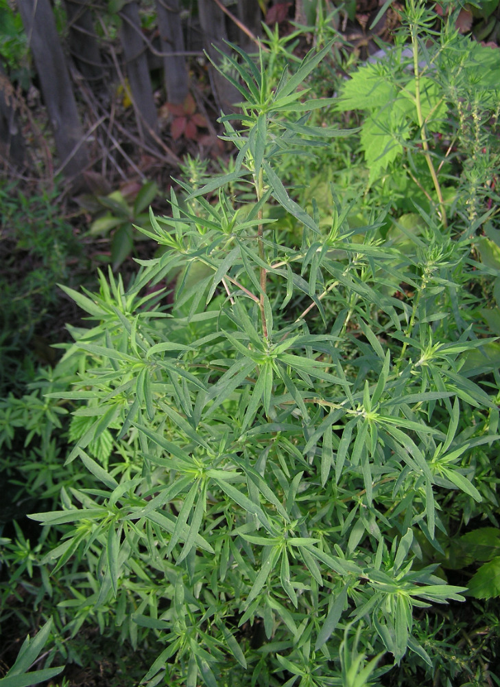 Image of Bassia scoparia specimen.
