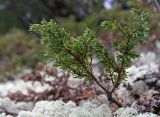 Juniperus sibirica