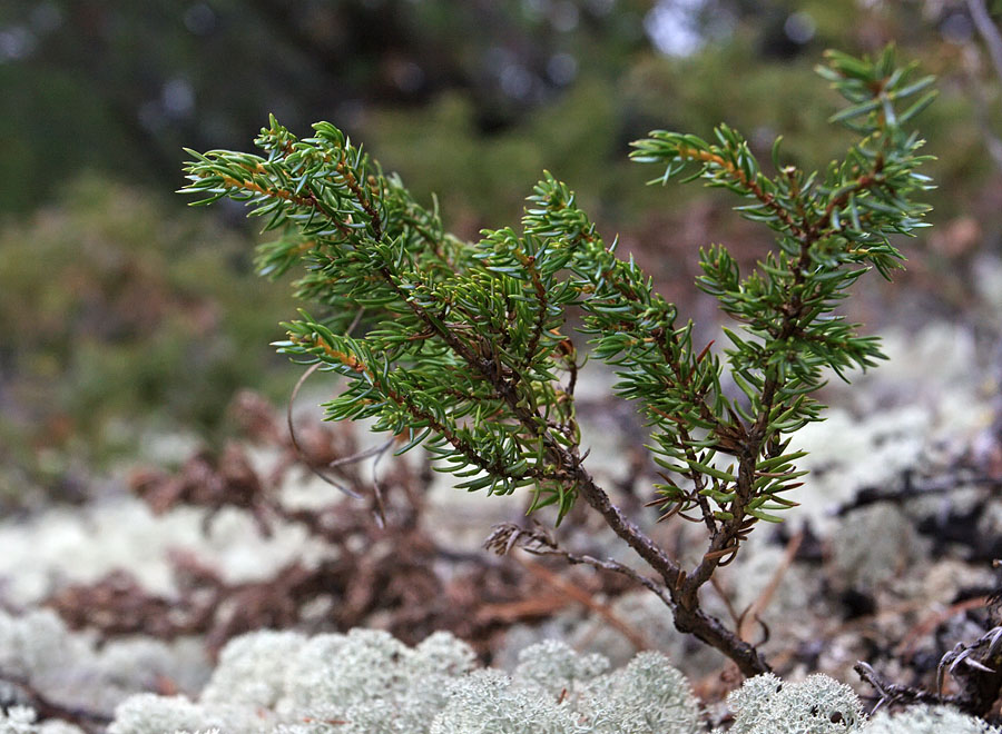 Изображение особи Juniperus sibirica.