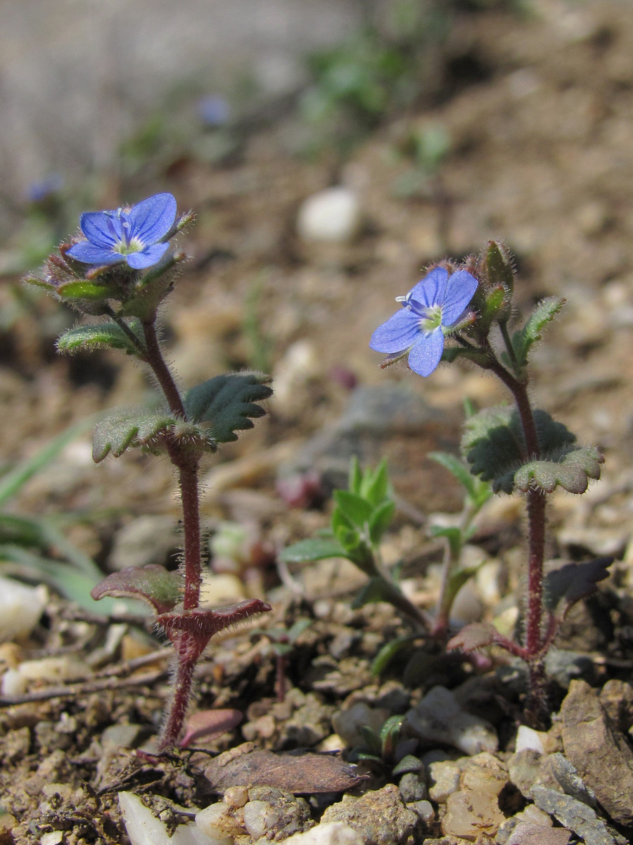 Image of Veronica praecox specimen.