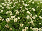 Trifolium repens. Цветущие растения. Хабаровский край, Ванинский р-н, окр. пос. Высокогорный. 07.07.2005.