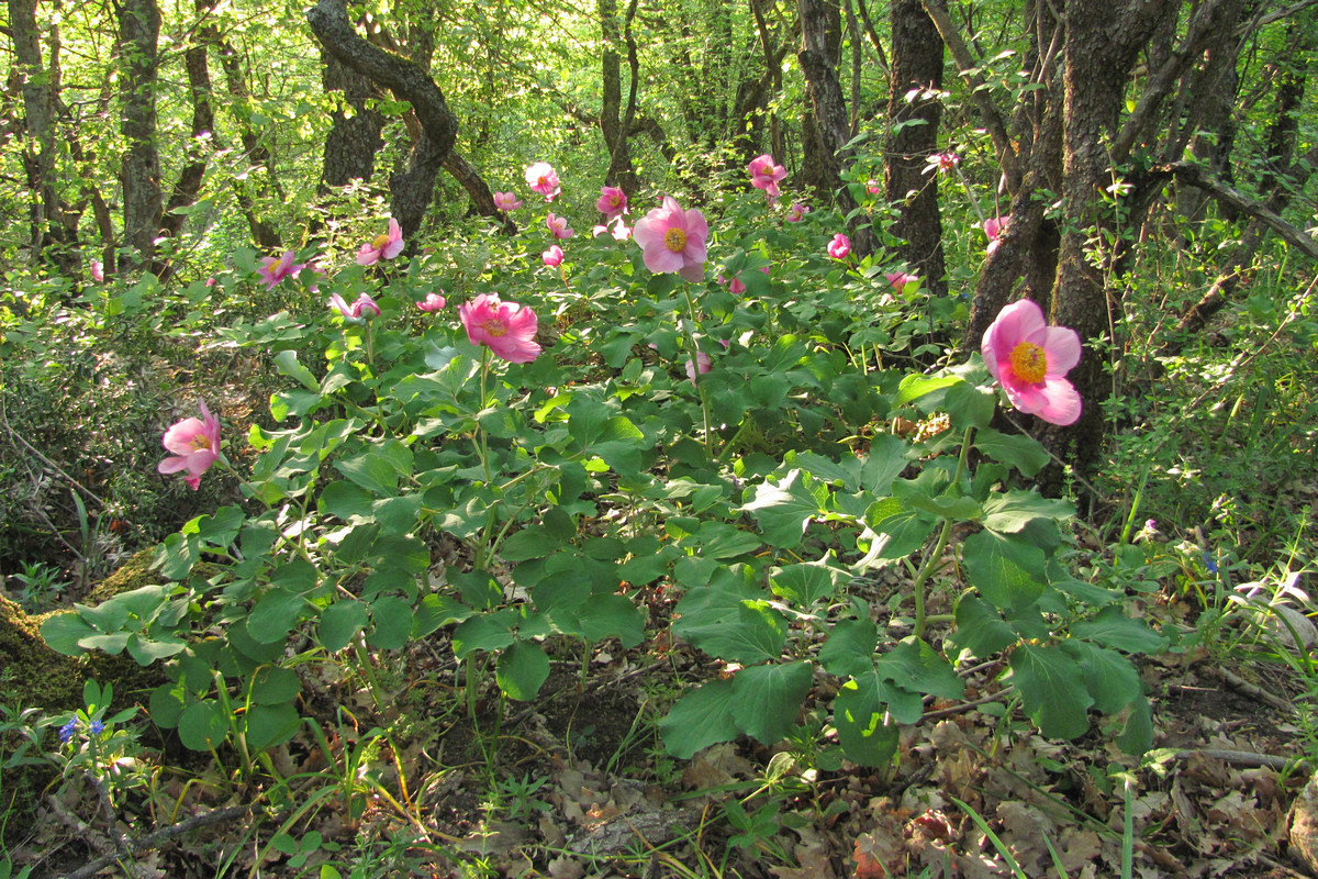 Изображение особи Paeonia daurica.