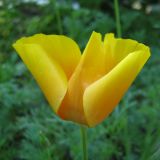 Eschscholzia californica