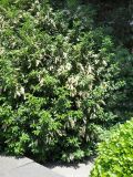 Lauro-cerasus lusitanica. Цветущее растение. Южный берег Крыма, Никитский ботанический сад. 22 мая 2012 г.