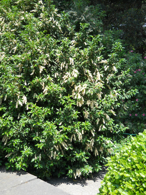 Изображение особи Lauro-cerasus lusitanica.