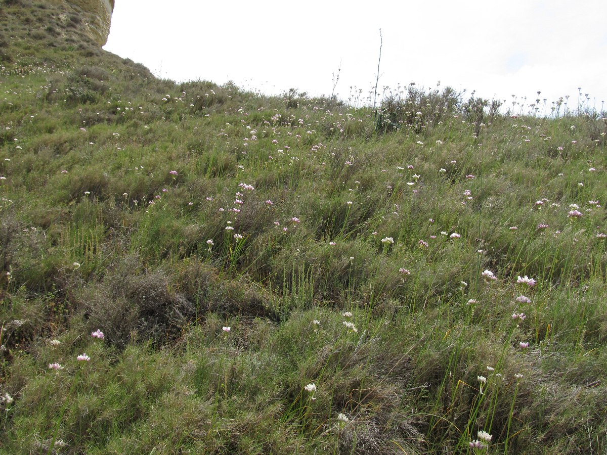 Image of Allium roseum specimen.